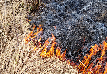 Dry grass on the ground in the fire. Natural background. - 789443416