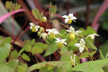 Macro image of Barrenwort flowers, Derbyshire England

