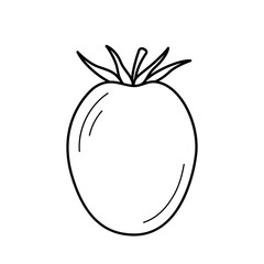 Tomato. Hand drawn sketch icon of vegetable. Isolated vector illustration in doodle line style.