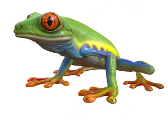 3d illustration of a red eyed tree frog isolated cutout