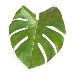 Monstera leaf design element sticker