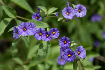 Blue-purple Solanum rantonnetii (Lycianthes rantonnetii), blue potato bush or Paraguay nightshade flowers with green blurred background 