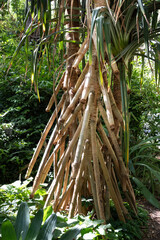 Aerial roots of the Pandanus palm-like, dioecious trees or screw palm trees in the Botanical Gardens in Melbourne, Australia