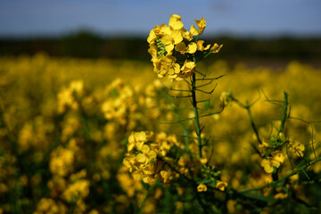 Obraz premium field of rapeseed
