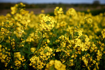 field of yellow rapeseed