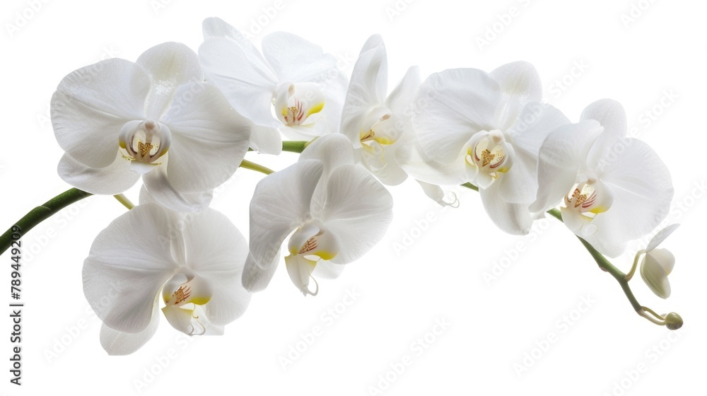 Poster close up of a white flower on a stem. suitable for various design projects