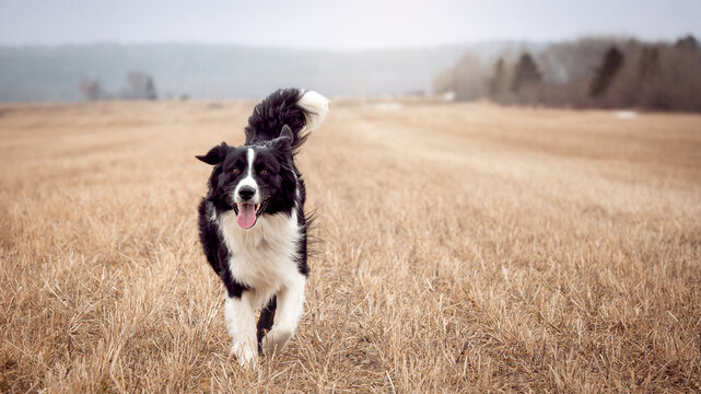 An Australian Shepherd, black and white, in the wilderness.
