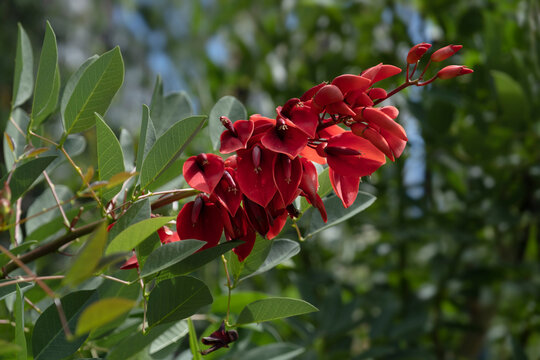 Erythrina crista-galli flowers also known as the cockspur  tree or ceibo. It is the national flower of Argentina and Uruguay