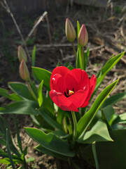 A beautiful red tulip bloomed in spring