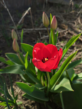 A beautiful red tulip bloomed in spring