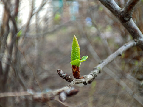 green fresh buds of an apple tree