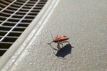red beetle on a brightly lit surface, shadow