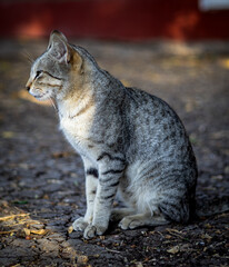 Feline Majesty: A Close-Up Portrait of a Cat