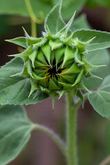 Sunflower Buds, Flower closeup