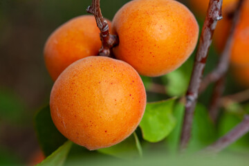 Ripe apricots and leaves on a branch