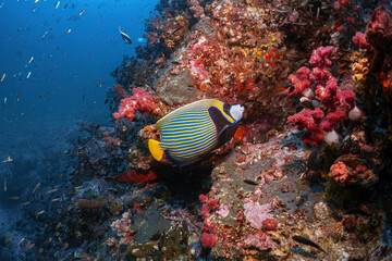 emperor angelfish swim around coral reef photography in deep sea in scuba dive explore travel activity underwater with blue background landscape in Andaman Sea, Thailand