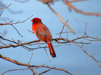 vibrant red cardinal in spring