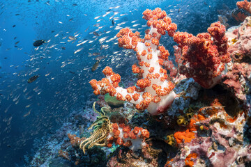 Beautiful soft coral reef and many fish photography in deep sea in scuba dive explore travel...