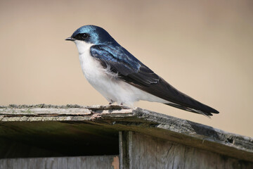 Tree swallow perched on a birdhouse during a spring season at the Pitt River Dike Scenic Point in Pitt Meadows, British Columbia, Canada