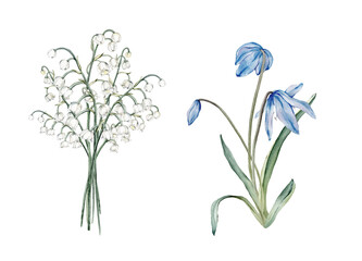 A bouquet of the light blue scillas and white lilies of the valley - first spring flowers. Watercolor botanical illustration of delicate lilac flowers. Hand drawn isolated on white background.