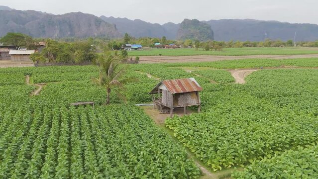 A field of green plants with a small shack in the middle. The field is surrounded by mountains