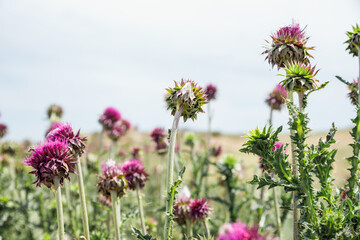 Thistle pink flowers in meadow. Carduus, genus of plants of the Aster family or Compositae...