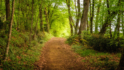 A track leading through the fresh green spring foliage of trees lit by the morning sun in the Dordogne region of France