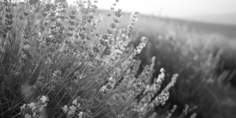 A striking black and white photo of a field of flowers. Perfect for adding a touch of elegance to...