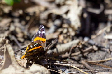 Red Admiral Butterfly in early spring in Wisconsin. - obrazy, fototapety, plakaty