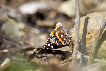 Red Admiral Butterfly in early spring in Wisconsin.