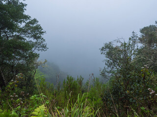 Obraz na płótnie Canvas lush green foliage of rainforest in dense mist and fog View from hiking trail PR10 Levada do Furado One the oldest and most popular levadas. Ribeiro Frio to Portela, Madeira Island, Portugal.