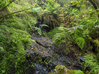 Views from hiking trail PR10 Levada do Furado along water irrigation channel. One the oldest and most popular levadas. Ribeiro Frio to Portela, Madeira Island, Portugal. Wet misty rainy day - 789465611