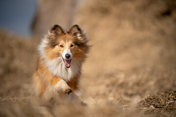 A joyful Shetland Sheepdog runs exuberantly through a field of straw, embodying the essence of...