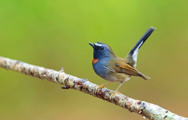 beautiful birds in nature Rufous-gorgeted Flycatcher.