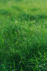 A white fire hydrant on a vibrant green field. Suitable for fire safety concepts