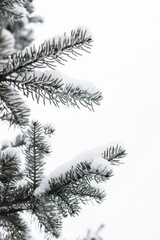 Close up of a pine tree covered in snow, perfect for winter themes