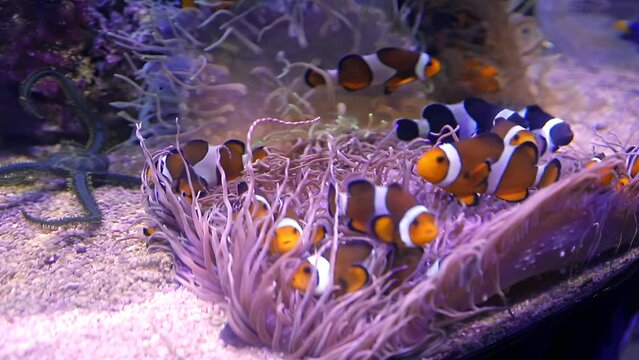 Group of clownfish in one place swimming in an underwater zoo Aquarium.Colorful tropical fishes. 