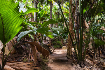 A lane goes through the palm forest. Natural reserve park Vallee de Mai, Praslin