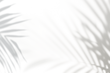 Palm leaves shadow frame design element