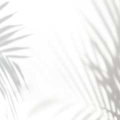 Palm leaves shadow frame design element