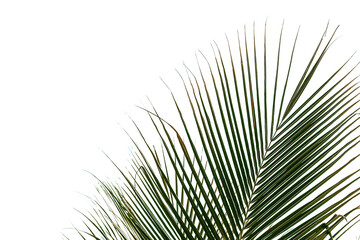 Obraz premium Tropical palm leaf design element