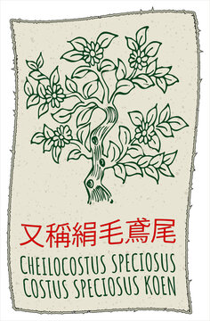 Drawing CHEILOCOSTUS SPECIOSUS in Chinese. Hand drawn illustration. The Latin name is COSTUS SPECIOSUS KOEN.
