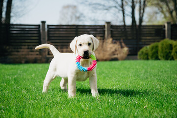 golden labrador retriever puppy running in green grass with colorful ring toy in it's mouth