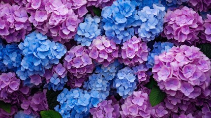 Selective focus on beautiful bush of blooming blue, purple Hydrangea or Hortensia flowers (Hydrangea macrophylla) and green leaves under the sunlight in summer. Natural background.