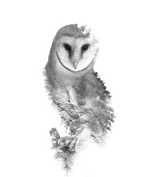 recommend clip art: Double exposure of common barn owl and trees