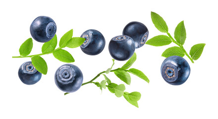 Fresh ripe bilberries and green leaves flying on white background
