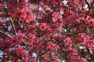 Japanese prunus