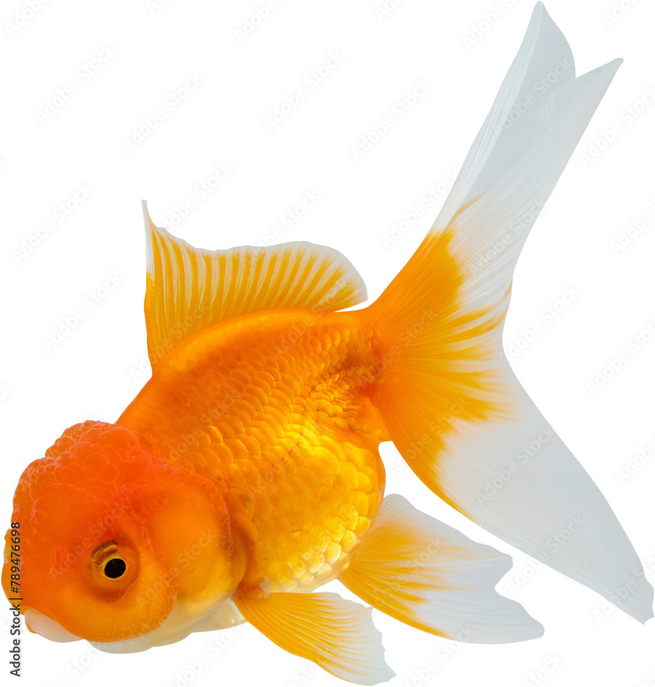 Wall mural Oranda goldfish isolated on white background close up