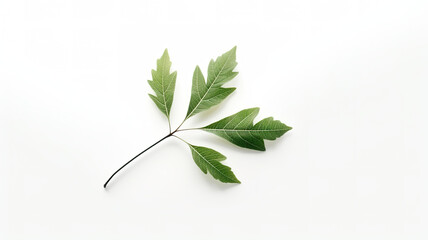 For product presentations, a leaf shadow isolated on a white background is used.