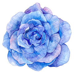 Fototapeta premium Purple watercolor rose png flower illustration